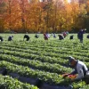 T&S Mankatala Farm in Abbotsford, BC is Urgently Hiring Multiple Foreign Farm Worker Job