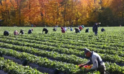 T&S Mankatala Farm in Abbotsford, BC is Urgently Hiring Multiple Foreign Farm Worker Job